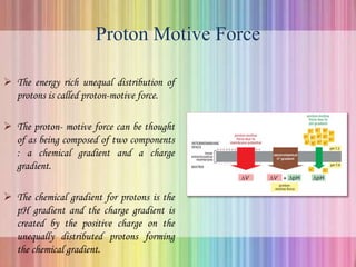 Proton Motive Force
 The energy rich unequal distribution of
protons is called proton-motive force.
 The proton- motive force can be thought
of as being composed of two components
: a chemical gradient and a charge
gradient.
 The chemical gradient for protons is the
pH gradient and the charge gradient is
created by the positive charge on the
unequally distributed protons forming
the chemical gradient.
 