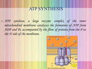 ATP SYNTHESIS
o ATP synthase, a large enzyme complex of the inner
mitochondrial membrane catalyzes the formation of ATP from
ADP and Pi, accompanied by the flow of protons from the P to
the N side of the membrane.
 