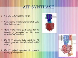 ATP SYNTHASE
 It is also called COMPLEX V.
 It is a large, complex enzyme that looks
like a ball on a stick.
 Much of the “stick” part, called the F0
subunit, is embedded in the inner
mitochondrial membrane.
 The 85-A0 diameter ball, called the F1
subunit, protrudes into the mitochondrial
matrix.
 The F1 subunit contains the catalytic
activity of the synthase.
 