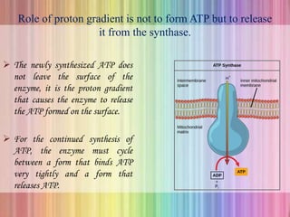 Role of proton gradient is not to form ATP but to release
it from the synthase.
 The newly synthesized ATP does
not leave the surface of the
enzyme, it is the proton gradient
that causes the enzyme to release
the ATP formed on the surface.
 For the continued synthesis of
ATP, the enzyme must cycle
between a form that binds ATP
very tightly and a form that
releases ATP.
 
