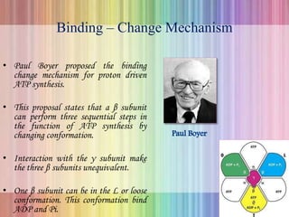 Binding – Change Mechanism
• Paul Boyer proposed the binding
change mechanism for proton driven
ATP synthesis.
• This proposal states that a β subunit
can perform three sequential steps in
the function of ATP synthesis by
changing conformation.
• Interaction with the γ subunit make
the three β subunits unequivalent.
• One β subunit can be in the L or loose
conformation. This conformation bind
ADP and Pi.
 