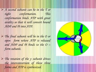 A second subunit can be in the T or
tight conformation. This
conformation binds ATP with great
avidity so that it will convert bound
ADP and Pi into ATP.
 The final subunit will be in the O or
open form where ATP is released
and ADP and Pi binds to the O –
form subunit.
 The rotation of the γ subunit drives
the interconversion of these three
forms and ATP is synthesized.
 