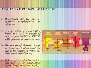 OXIDATIVE PHOSPHORYLATION
 Mitochondria are the site of
oxidative phosphorylation in
eukaryotes.
 It is the process in which ATP is
formed as a result of transfer of
electrons from NADH or FADH2
to O2 by a series of electron carriers.
 This transfer of electrons through
the inner mitochondrial membrane
leads to the pumping of protons out
of the mitochondrial matrix.
 ATP is synthesized when protons
flow back to the mitochondrial
matrix through an enzyme complex.
 