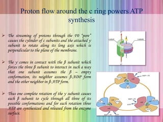 Proton flow around the c ring powers ATP
synthesis
 The streaming of protons through the F0 “pore”
causes the cylinder of c subunits and the attached γ
subunit to rotate along its long axis which is
perpendicular to the plane of the membrane.
 The γ comes in contact with the β subunit which
forces the three β subunit to interact in such a way
that one subunit assumes the β – empty
conformation, its neighbor assumes β-ADP form
and the other neighbor in β-ATP form.
 Thus one complete rotation of the γ subunit causes
each β subunit to cycle through all three of its
possible conformations and for each rotation three
ATP are synthesized and released from the enzyme
surface.
 