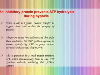 An inhibitory protein prevents ATP hydrolysis
during hypoxia.
 When a cell is hypoxic, electron transfer to
oxygen slows, and so does the pumping of
protons.
 The proton motive force collapses and then under
these conditions, the ATP synthase operates in
reverse, hydrolyzing ATP to pump protons
outwards and causing a drop in ATP.
 This is prevented by a small protein inhibitor,
IF1, which simultaneously binds to two ATP
Synthase molecules inhibiting their ATPase
activity.
 