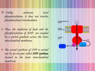  Unlike substrate level
phosphorylation, it does not involve
phosphorylated intermediates.
 Thus, the oxidation of fuels and the
phosphorylation of ADP are coupled
by a proton gradient across the inner
mitochondrial membrane.
 The actual synthesis of ATP is carried
out by an enzyme called ATP synthase
located in the inner mitochondrial
membrane
 
