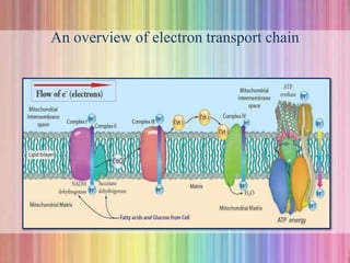 An overview of electron transport chain
 