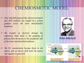 CHEMIOSMOTIC MODEL
 Peter Mitchell proposed that electron transport
and ATP synthesis are coupled by a proton
gradient across the inner mitochondrial
membrane.
 The transfer of electrons through the
respiratory chain leads to the pumping of
protons from the matrix to the cytoplasmic side
of the inner mitochondrial membrane.
 The H+ concentration becomes lower in the
matrix, and an electric field with the matrix
side negative is generated.
 