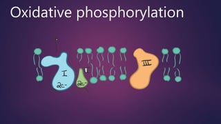 Oxidative phosphorylation
 