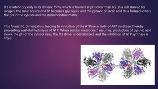 If1 Dimerization Oxidative phosphorylation | PPTX