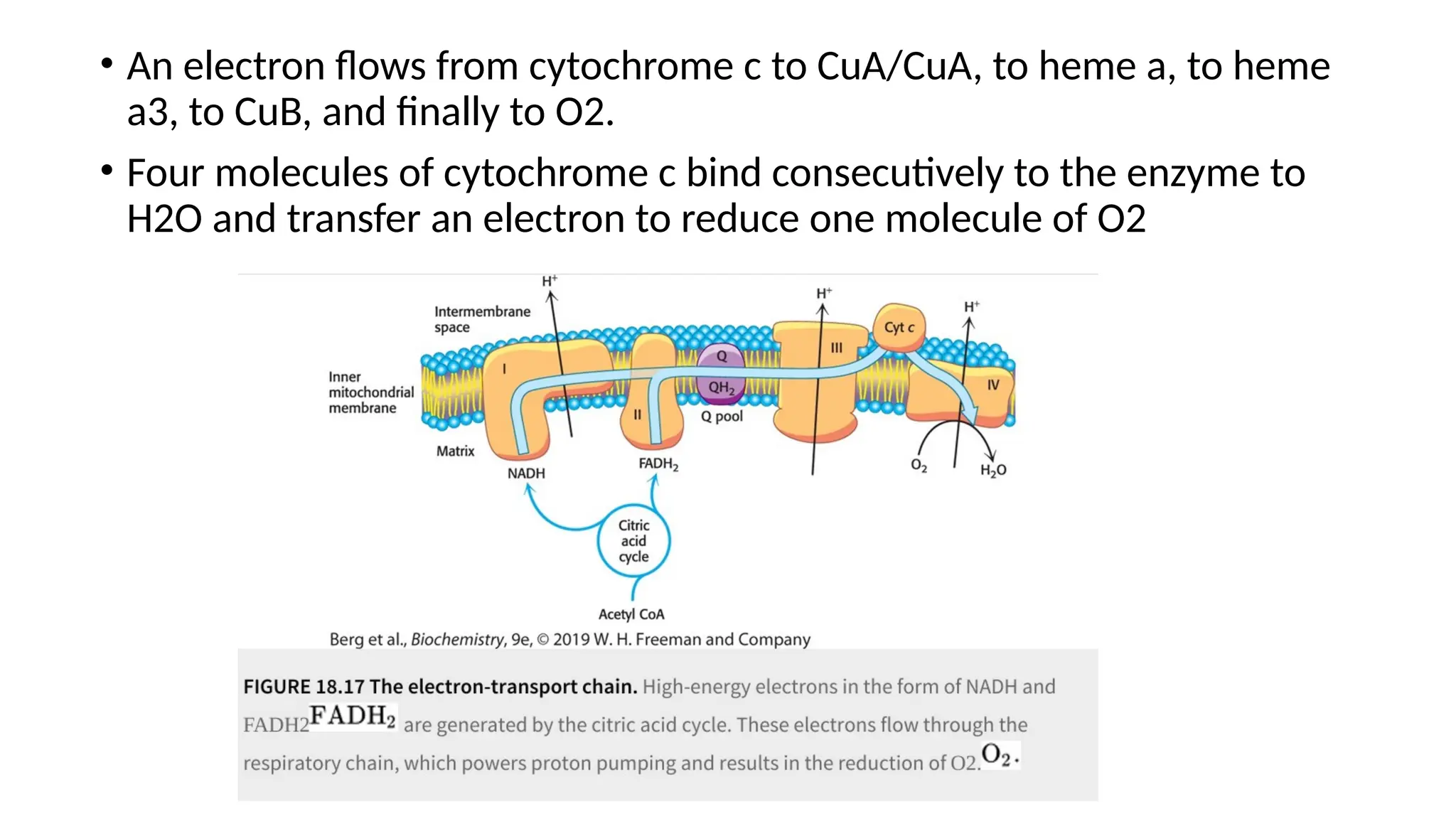 • An electron flows from cytochrome c to CuA/CuA, to heme a, to heme
a3, to CuB, and finally to O2.
• Four molecules of cytochrome c bind consecutively to the enzyme to
H2O and transfer an electron to reduce one molecule of O2
 