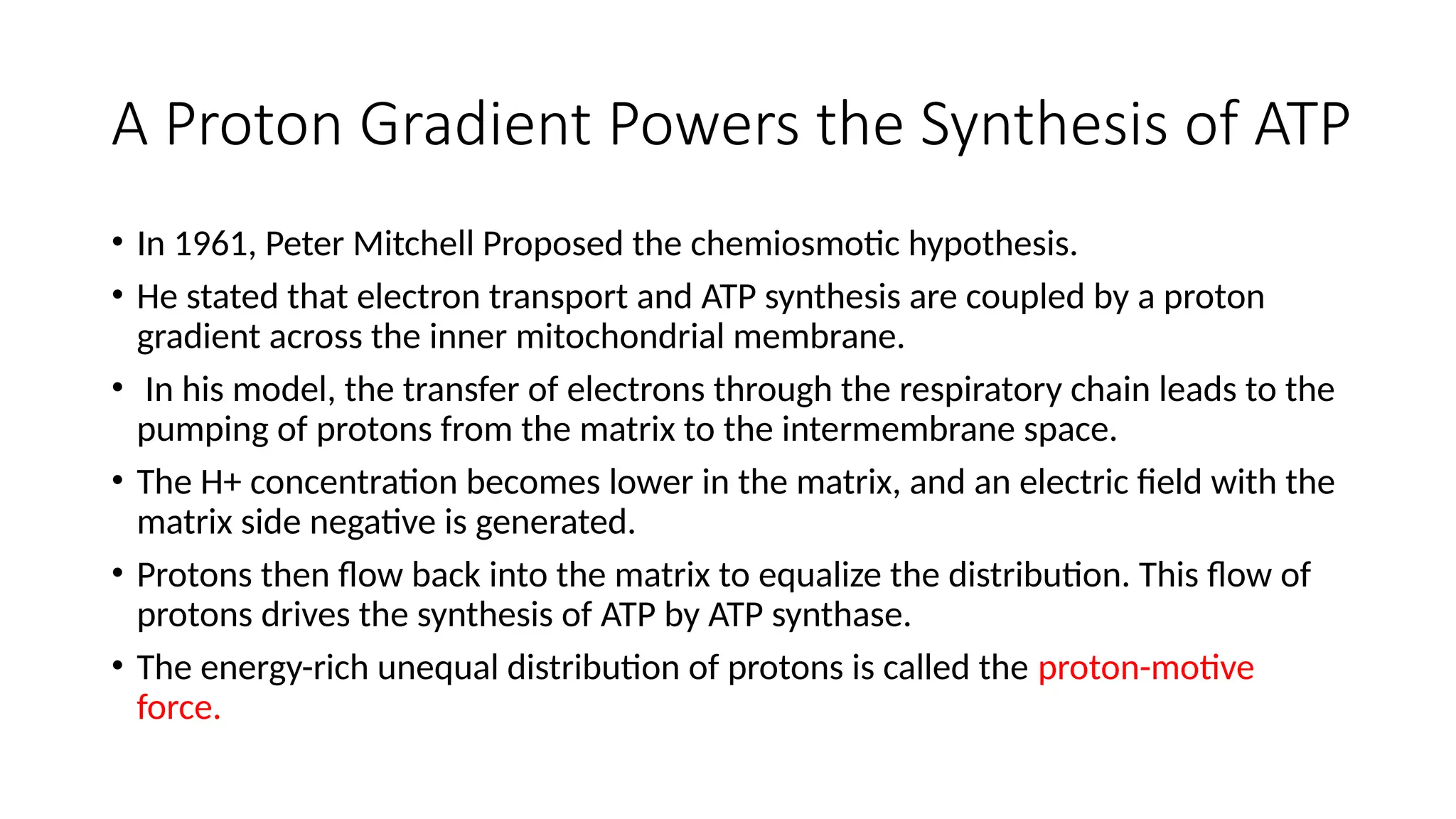 A Proton Gradient Powers the Synthesis of ATP
• In 1961, Peter Mitchell Proposed the chemiosmotic hypothesis.
• He stated that electron transport and ATP synthesis are coupled by a proton
gradient across the inner mitochondrial membrane.
• In his model, the transfer of electrons through the respiratory chain leads to the
pumping of protons from the matrix to the intermembrane space.
• The H+ concentration becomes lower in the matrix, and an electric field with the
matrix side negative is generated.
• Protons then flow back into the matrix to equalize the distribution. This flow of
protons drives the synthesis of ATP by ATP synthase.
• The energy-rich unequal distribution of protons is called the proton-motive
force.
 