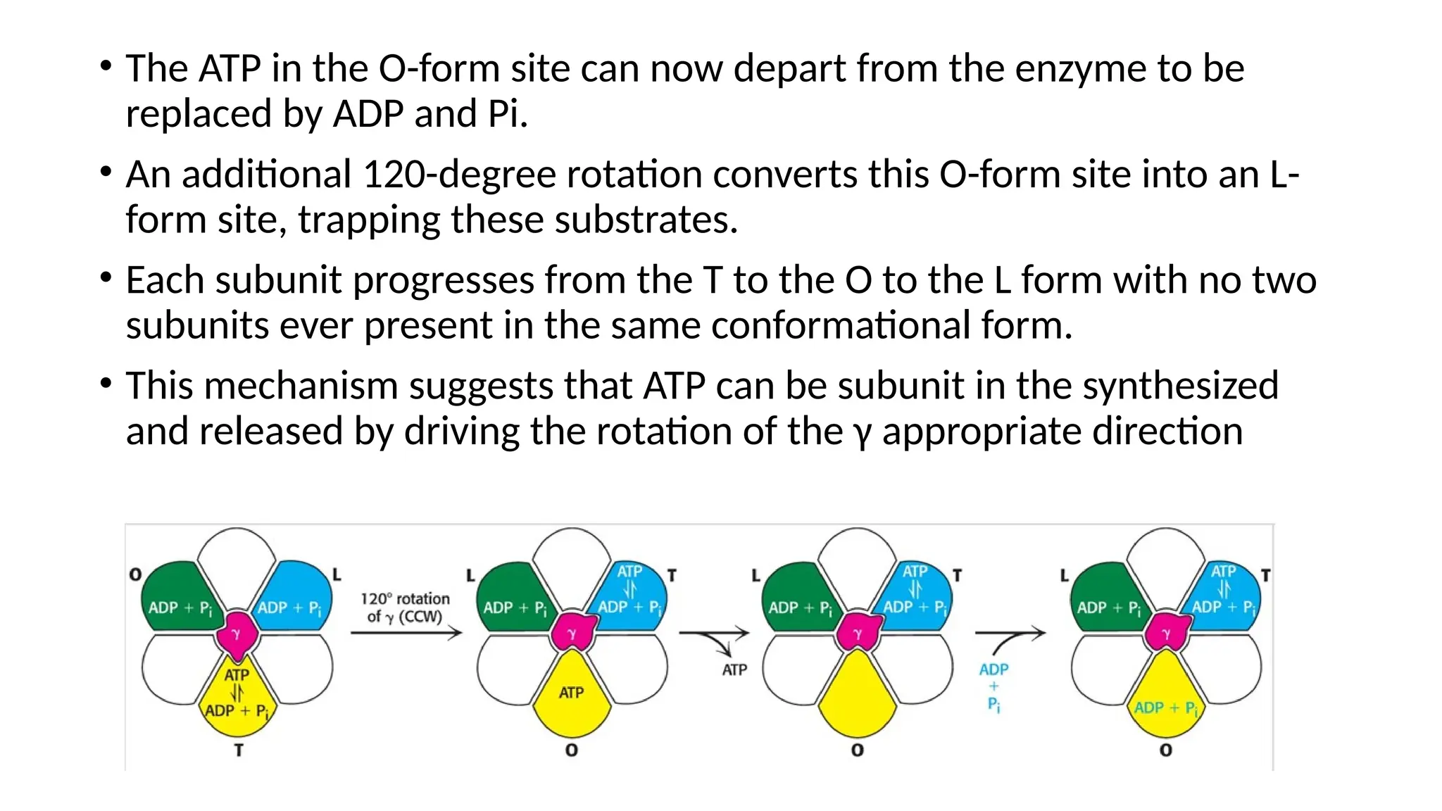 • The ATP in the O-form site can now depart from the enzyme to be
replaced by ADP and Pi.
• An additional 120-degree rotation converts this O-form site into an L-
form site, trapping these substrates.
• Each subunit progresses from the T to the O to the L form with no two
subunits ever present in the same conformational form.
• This mechanism suggests that ATP can be subunit in the synthesized
and released by driving the rotation of the γ appropriate direction
 