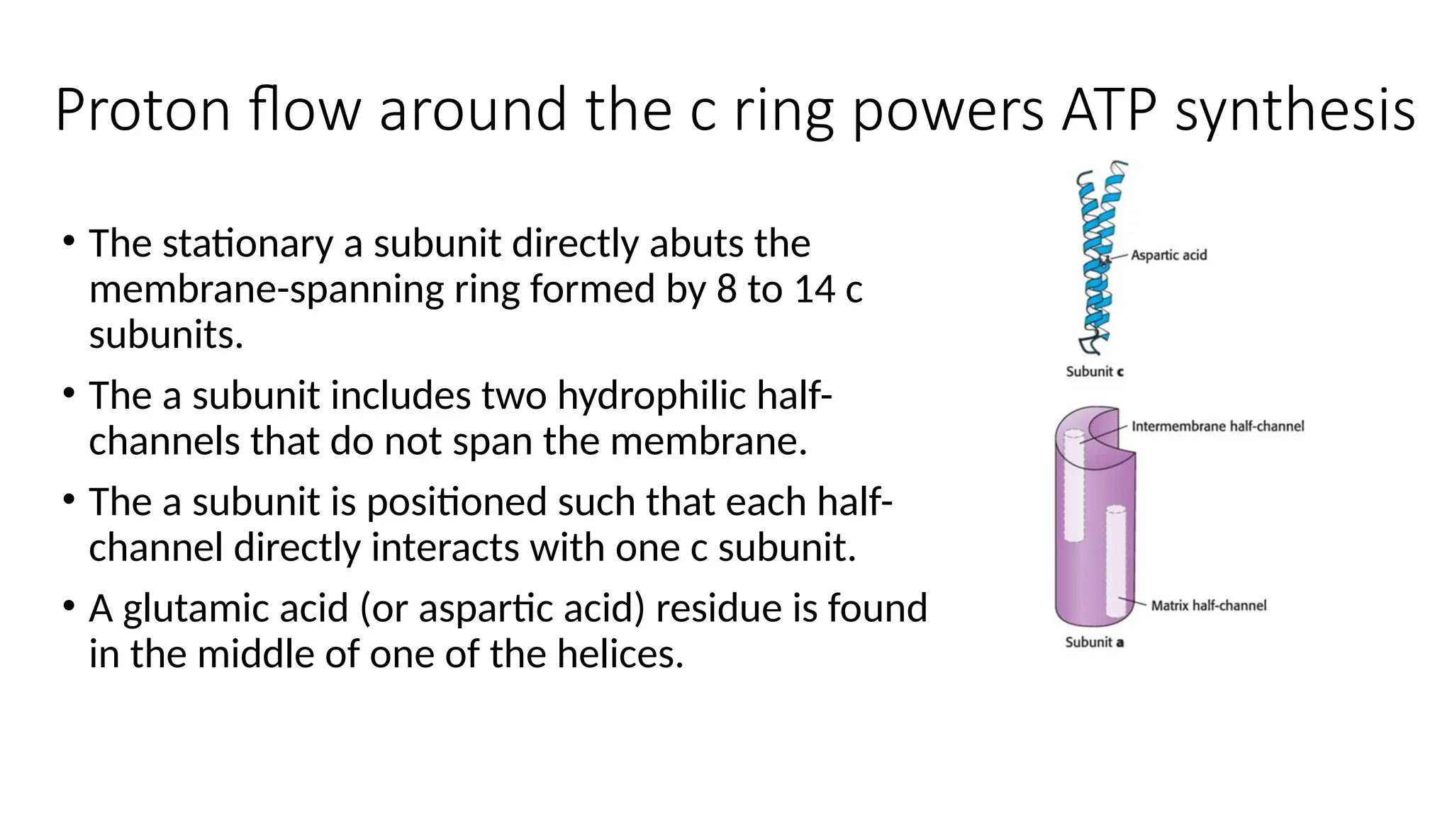 Proton flow around the c ring powers ATP synthesis
• The stationary a subunit directly abuts the
membrane-spanning ring formed by 8 to 14 c
subunits.
• The a subunit includes two hydrophilic half-
channels that do not span the membrane.
• The a subunit is positioned such that each half-
channel directly interacts with one c subunit.
• A glutamic acid (or aspartic acid) residue is found
in the middle of one of the helices.
 