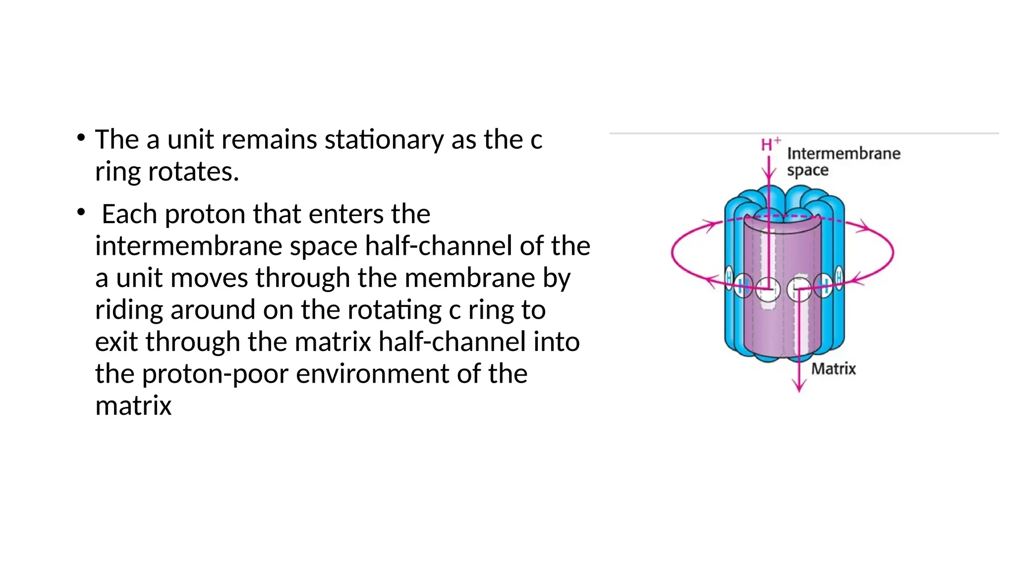 • The a unit remains stationary as the c
ring rotates.
• Each proton that enters the
intermembrane space half-channel of the
a unit moves through the membrane by
riding around on the rotating c ring to
exit through the matrix half-channel into
the proton-poor environment of the
matrix
 