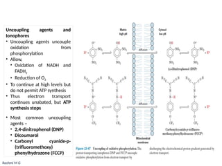 Oxidative phosphorylation (Electron transport chain and ATP synthesis).pptx