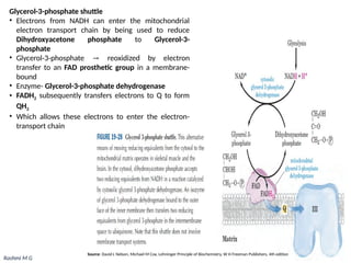 Oxidative phosphorylation (Electron transport chain and ATP synthesis).pptx