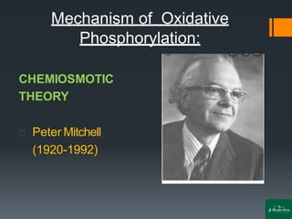 Mechanism of Oxidative
Phosphorylation:
CHEMIOSMOTIC
THEORY
Peter Mitchell
(1920-1992)
 