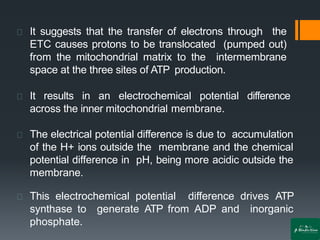 It suggests that the transfer of electrons through the
ETC causes protons to be translocated (pumped out)
from the mitochondrial matrix to the intermembrane
space at the three sites of ATP production.
It results in an electrochemical potential difference
across the inner mitochondrial membrane.
The electrical potential difference is due to accumulation
of the H+ ions outside the membrane and the chemical
potential difference in pH, being more acidic outside the
membrane.
This electrochemical potential difference drives ATP
synthase to generate ATP from ADP and inorganic
phosphate.
 