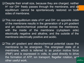 ❑ Despite their small size, because they are charged, neither
H+ nor OH– freely passes through the membrane, and so
equilibrium cannot be spontaneously restored on both
sides of membrane.
❑ This non-equilibrium state of H+ and OH– on opposite sides
of the membrane results in the generation of a pH gradient
and an electrochemical potential across the membrane,
with the inside of the membrane (cytoplasm side)
electrically negative and alkaline, and the outside of the
membrane electrically positive and acidic.
❑ This pH gradient and electrochemical potential cause the
membrane to be energized. The energised state of a
membrane, which is referred to as proton motive force
(PMF) and is expressed in volts, is used directly to drive
the formation of ATP, ion transport, flagellar rotation, and
other useful work.
 