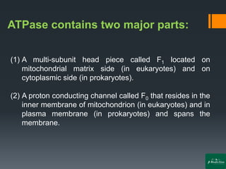 ATPase contains two major parts:
(1) A multi-subunit head piece called F1 located on
mitochondrial matrix side (in eukaryotes) and on
cytoplasmic side (in prokaryotes).
(2) A proton conducting channel called F0 that resides in the
inner membrane of mitochondrion (in eukaryotes) and in
plasma membrane (in prokaryotes) and spans the
membrane.
 