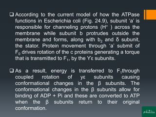 ❑ According to the current model of how the ATPase
functions in Escherichia coli (Fig. 24.9), subunit ‘a’ is
responsible for channeling protons (H+ ) across the
membrane while subunit b protrudes outside the
membrane and forms, along with b2 and δ subunit,
the stator. Protein movement through ‘a’ submit of
F0 drives rotation of the c proteins generating a torque
that is transmitted to F1, by the ϒε subunits.
❑ As a result, energy is transferred to F1through
coupled rotation of yε subunits causing
conformational changes in the β subunits. The
conformational changes in the β subunits allow for
binding of ADP + Pi and these are converted to ATP
when the β subunits return to their original
conformation.
 