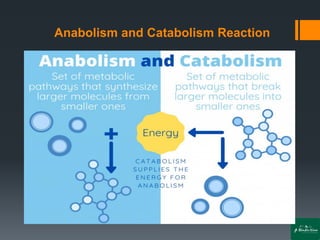 Anabolism and Catabolism Reaction
 