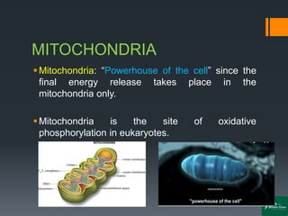 MITOCHONDRIA
▪Mitochondria: “Powerhouse of the cell” since the
final energy release takes place in the
mitochondria only.
▪Mitochondria is the site of oxidative
phosphorylation in eukaryotes.
 