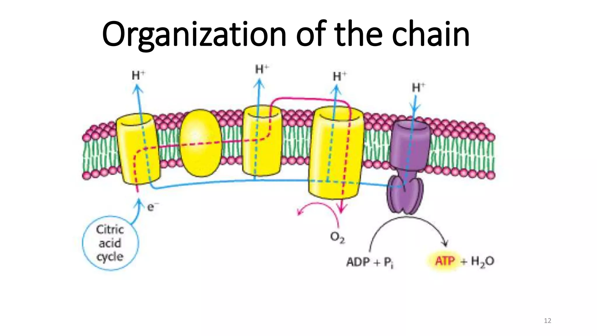 Oxidative phosphorylation and electron transport chain | PPTX