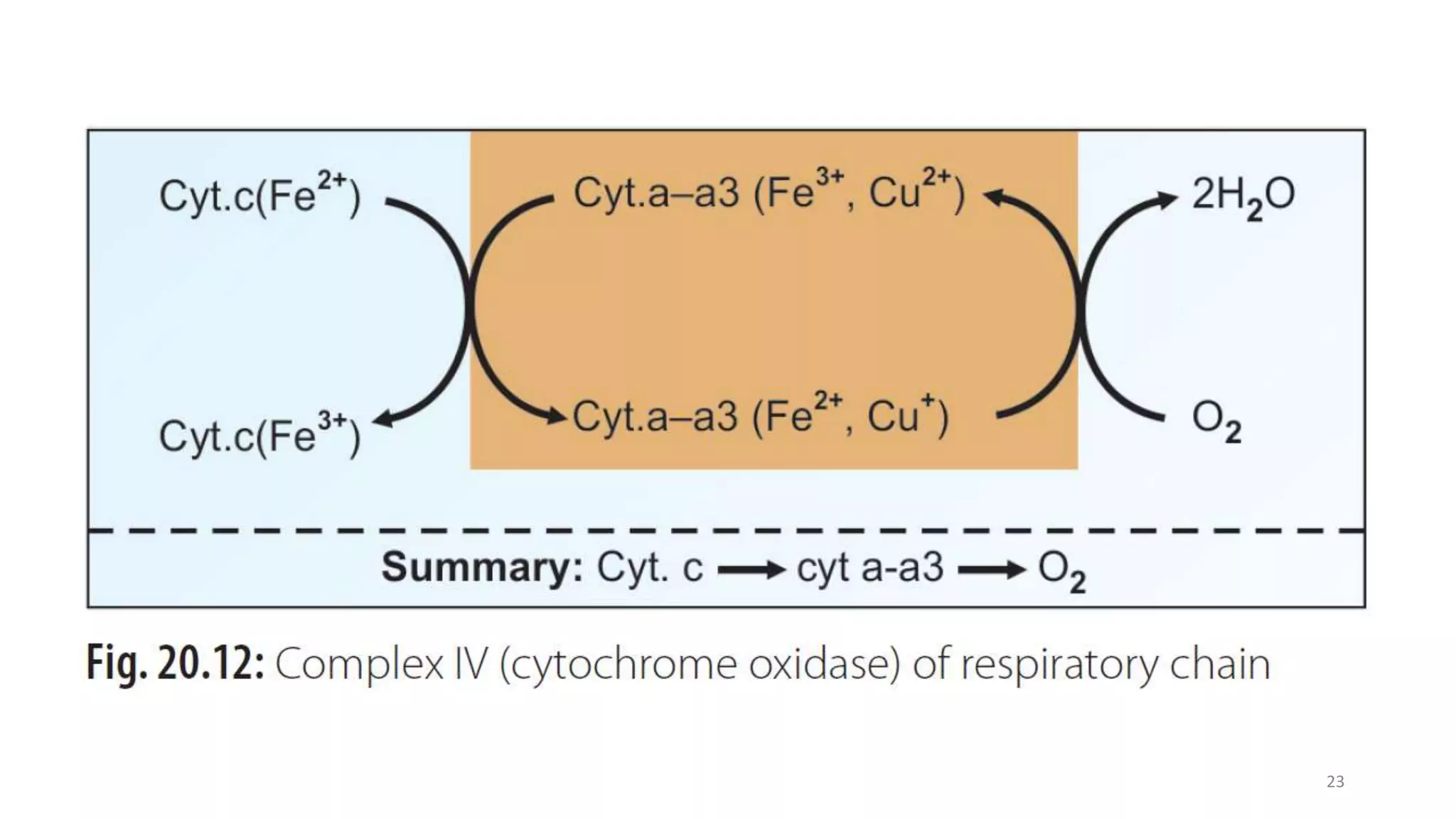 Oxidative phosphorylation and electron transport chain | PPTX