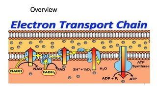 Oxidative phosphorylation and electron transport chain | PPTX