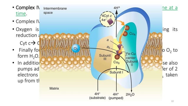 Oxidative phosphorylation and electron transport chain | PPTX