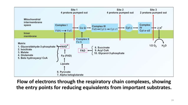 Oxidative phosphorylation and electron transport chain | PPTX
