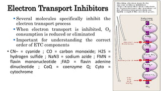 Oxidative phosphorylation and electron transport chain | PPTX