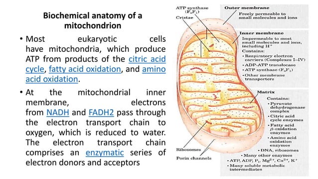 Oxidative phosphorylation and electron transport chain | PPTX