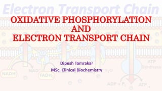OXIDATIVE PHOSPHORYLATION
AND
ELECTRON TRANSPORT CHAIN
Dipesh Tamrakar
MSc. Clinical Biochemistry
1
 