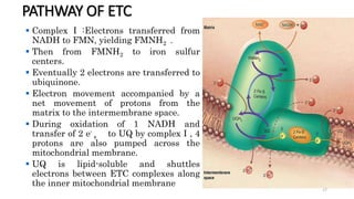 PATHWAY OF ETC
 Complex I :Electrons transferred from
NADH to FMN, yielding FMNH2 .
 Then from FMNH2 to iron sulfur
cent...