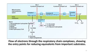 Flow of electrons through the respiratory chain complexes, showing
the entry points for reducing equivalents from importan...