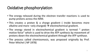 Oxidative phosphorylation
• The energy released during the electron transfer reactions is used to
pump protons across the ...