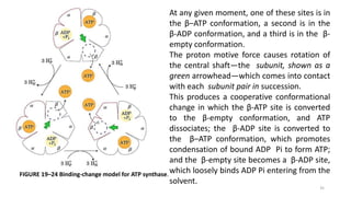 35
FIGURE 19–24 Binding-change model for ATP synthase.
At any given moment, one of these sites is in
the β–ATP conformatio...