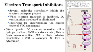 Electron Transport Inhibitors
 Several molecules specifically inhibit the
electron transport process
 When electron tran...