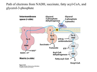 Path of electrons from NADH, succinate, fatty acyl-CoA, and
glycerol-3-phosphate
 