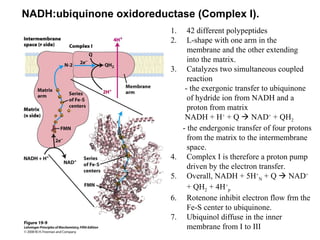 NADH:ubiquinone oxidoreductase (Complex I).
1. 42 different polypeptides
2. L-shape with one arm in the
membrane and the other extending
into the matrix.
3. Catalyzes two simultaneous coupled
reaction
- the exergonic transfer to ubiquinone
of hydride ion from NADH and a
proton from matrix
NADH + H+
+ Q  NAD+
+ QH2
- the endergonic transfer of four protons
from the matrix to the intermembrane
space.
4. Complex I is therefore a proton pump
driven by the electron transfer.
5. Overall, NADH + 5H+
N + Q  NAD+
+ QH2 + 4H+
p
6. Rotenone inhibit electron flow frm the
Fe-S center to ubiquinone.
7. Ubiquinol diffuse in the inner
membrane from I to III
 