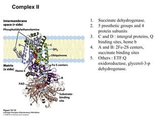 Complex II
1. Succinate dehydrogenase.
2. 5 prosthetic groups and 4
protein subunits
3. C and D : intergral proteins, Q
binding sites, heme b
4. A and B: 2Fe-2S centers,
succinate binding sites
5. Others : ETF:Q
oxidoreductase, glycerol-3-p
dehydrogenase.
 