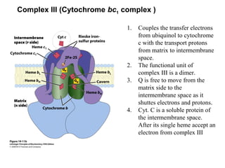 Complex III (Cytochrome bc1 complex )
1. Couples the transfer electrons
from ubiquinol to cytochrome
c with the transport protons
from matrix to intermembrane
space.
2. The functional unit of
complex III is a dimer.
3. Q is free to move from the
matrix side to the
intermembrane space as it
shuttes electrons and protons.
4. Cyt. C is a soluble protein of
the intermembrane space.
After its single heme accept an
electron from complex III
 