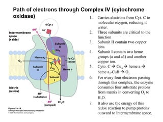 Path of electrons through Complex IV (cytochrome
oxidase) 1. Carries electrons from Cyt. C to
molecular oxygen, reducing it
water.
2. Three subunits are critical to the
function
3. Subunit II contain two copper
ions
4. Subunit I contain two heme
groups (a and a3) and another
copper ion.
5. Cyto. C  CuA  heme a 
heme a3-CuB  O2
6. For every four electrons passing
through this complex, the enzyme
consumes four substrate protons
from matrix in converting O2 to
H2O.
7. It also use the energy of this
redox reaction to pump protons
outward to intermembrane space.
 