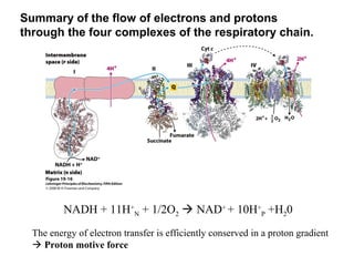 Summary of the flow of electrons and protons
through the four complexes of the respiratory chain.
NADH + 11H+
N + 1/2O2  NAD+
+ 10H+
P +H20
The energy of electron transfer is efficiently conserved in a proton gradient
 Proton motive force
 