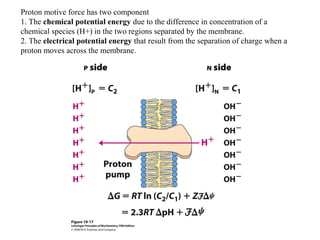 Proton motive force has two component
1. The chemical potential energy due to the difference in concentration of a
chemical species (H+) in the two regions separated by the membrane.
2. The electrical potential energy that result from the separation of charge when a
proton moves across the membrane.
 