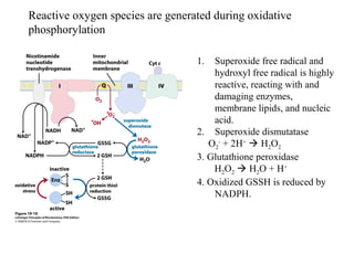 Reactive oxygen species are generated during oxidative
phosphorylation
1. Superoxide free radical and
hydroxyl free radical is highly
reactive, reacting with and
damaging enzymes,
membrane lipids, and nucleic
acid.
2. Superoxide dismutatase
.
O2
-
+ 2H+
 H2O2
3. Glutathione peroxidase
H2O2  H2O + H+
4. Oxidized GSSH is reduced by
NADPH.
 