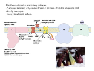 Plant have alternative respiratory pathway.
-A cyanide-resistant QH2 oxidase transfers electrons from the ubiquione pool
directly to oxygen.
-Energy is released as heat.
 